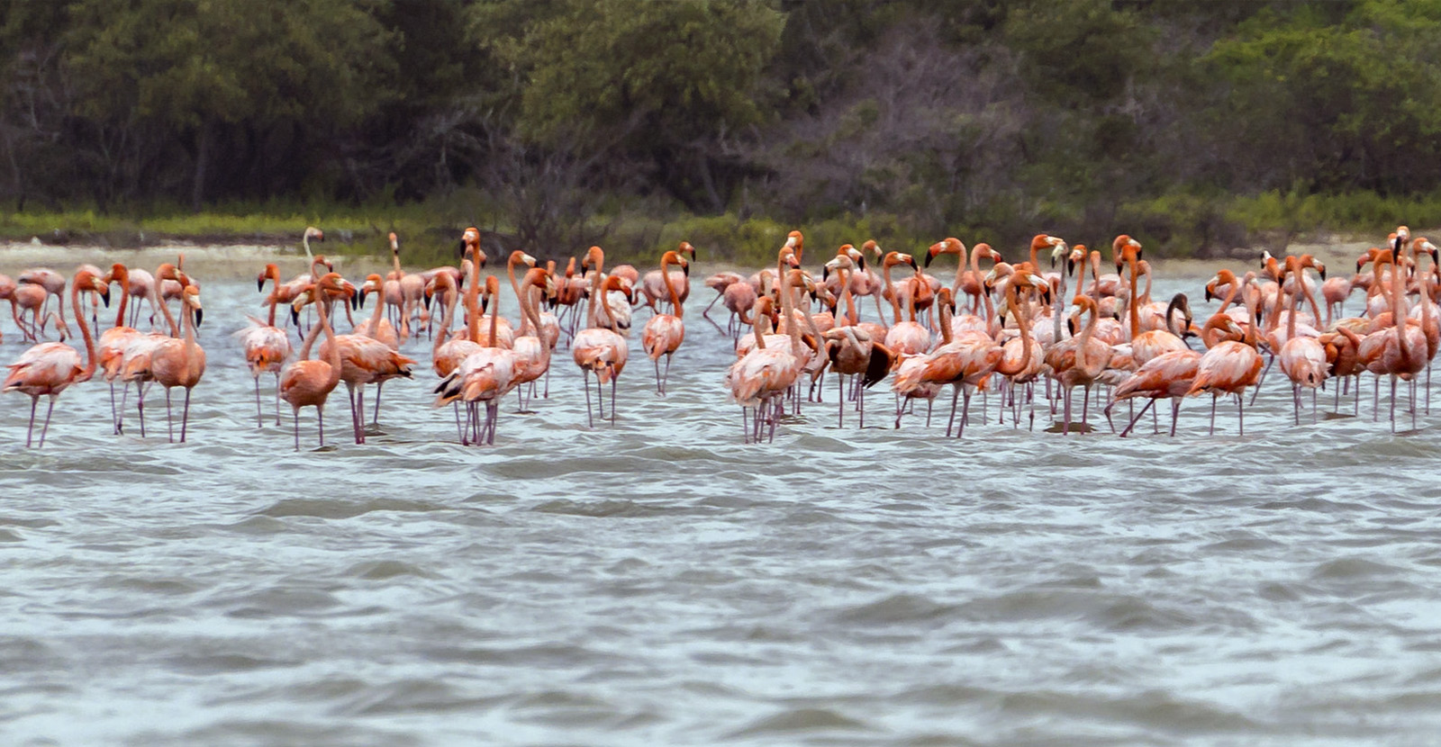 FLAMENCOS PARK – GUAJIRA