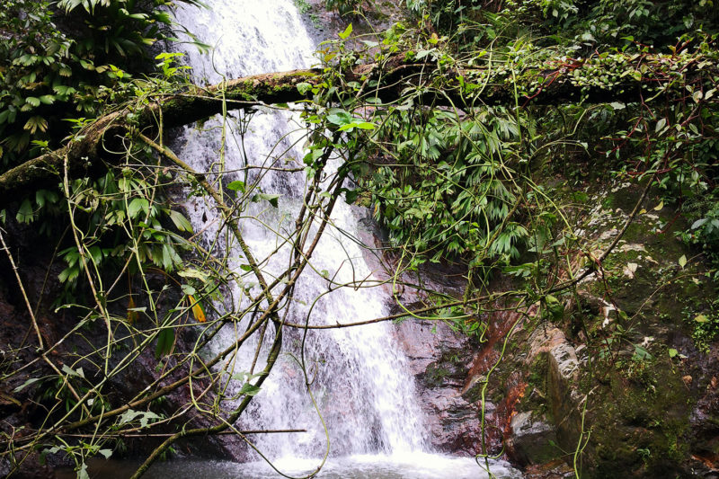 Minca