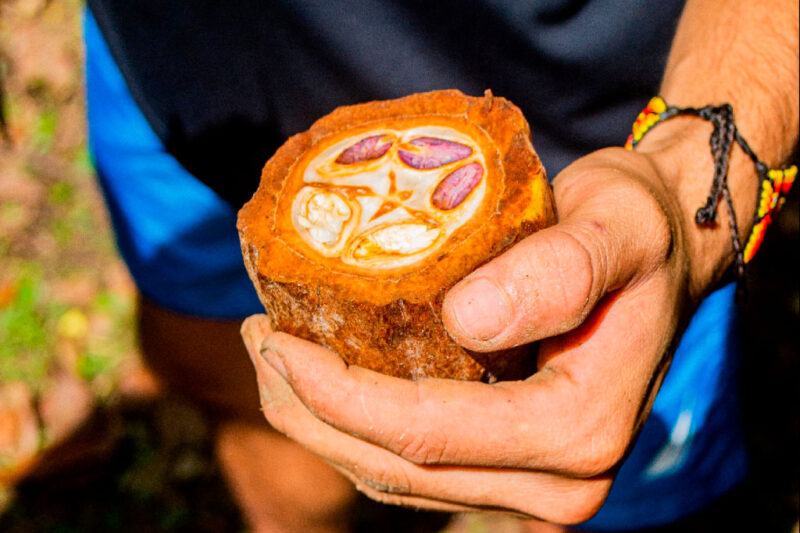 EXCURSIÓN DEL CACAO hombre sosteniendo cacao