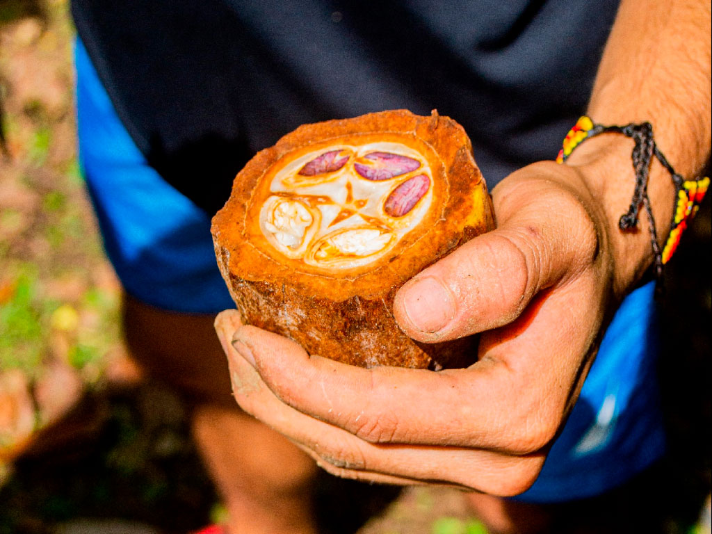 EXCURSIÓN DEL CACAO hombre sosteniendo cacao