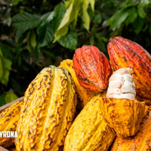 Excursión del Cacao