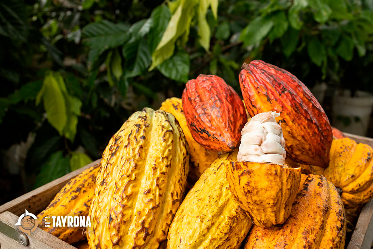 EXCURSIÓN DEL CACAO