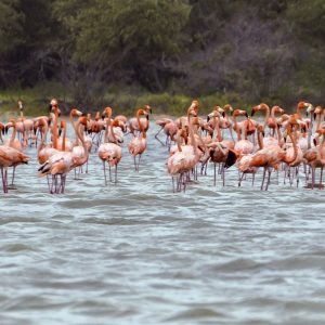 Visita a los Flamingos