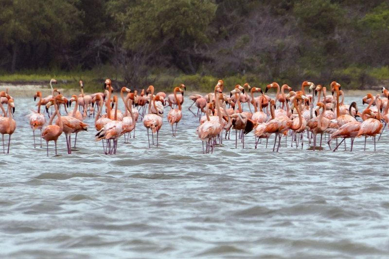 cabecera flamencos
