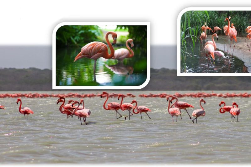 tour parque de los flamencos